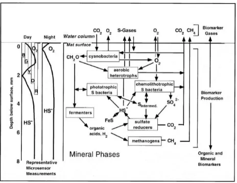 Figure n°18 : Ecosystème microbien hypersalin (bio-film) illustrant l évolution primitive de la Biosphère 