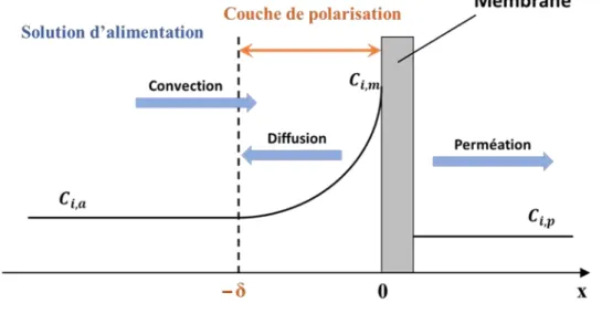 Figure 11 - Représentation schématique du phénomène de polarisation de concentration 