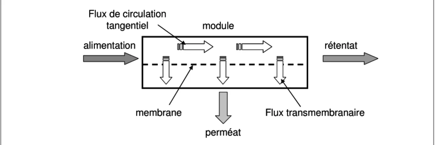 Figure I-6 : Répartition des débits dans un module membranaire. 