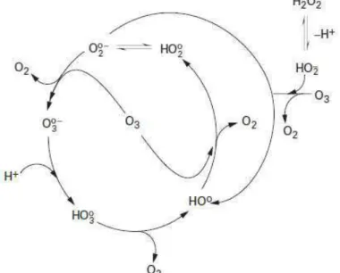 Figure 3 : Mécanisme de décomposition de l'ozone par le peroxyde d'hydrogène (Doré, 1989) 