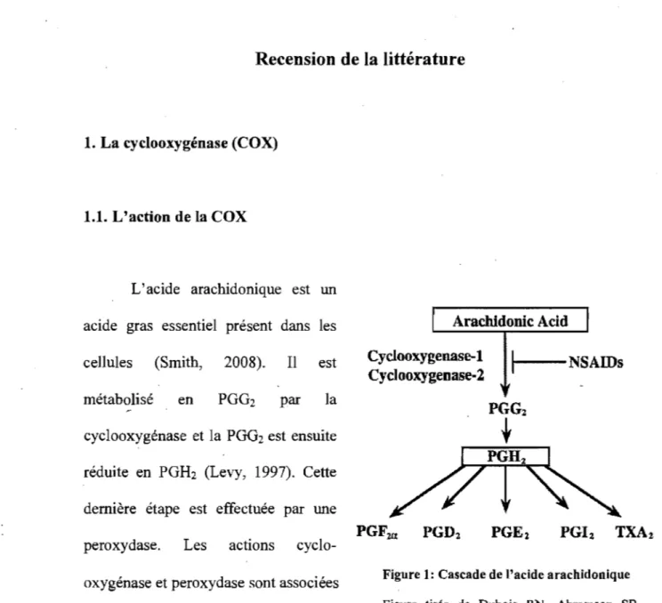 Figure 1: Cascade de l'acide arachidonique  Figure  tirée  de  Dubois  RN,  Abramson  SB,  Crofford  L,  Gupta  RA,  Simon  LS,  Van  De  Putte LB,  et al