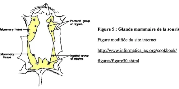 Figure 5 : Glande mammaire de la souris  Figure modifiée du  site internet 