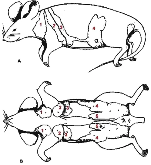 Figure 7 : Position des glandes mammaires de la souris 