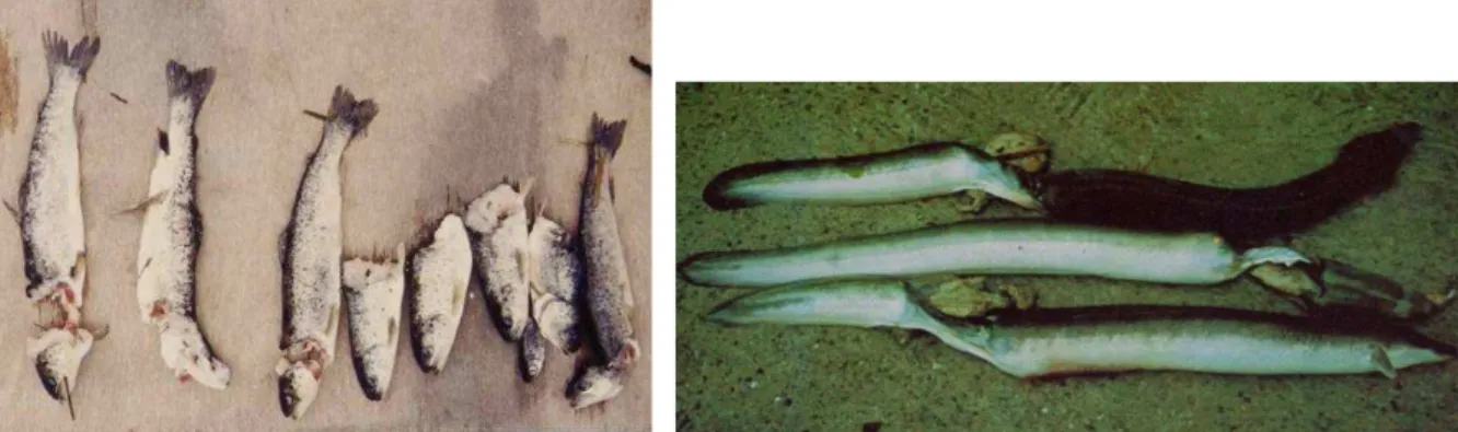 Figure I-1 μ Photo de poissons et d’anguilles blessés voire sectionnés après leur passage au sein d’une turbine  (source : Courret 2013) 
