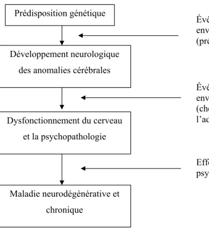 Figure 4 : Développement séquentiel de la pathophysiologie Développement neurologique 