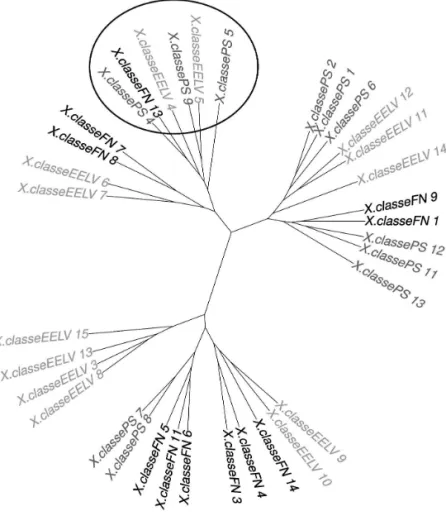 Figure 5. Analyse arborée des distances entre les classes (indice de Labbé)