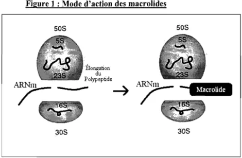 Figure 1 : Mode d'action des macro1ides  50S  30S  Élongation du  Polypeptide  50S  30S 