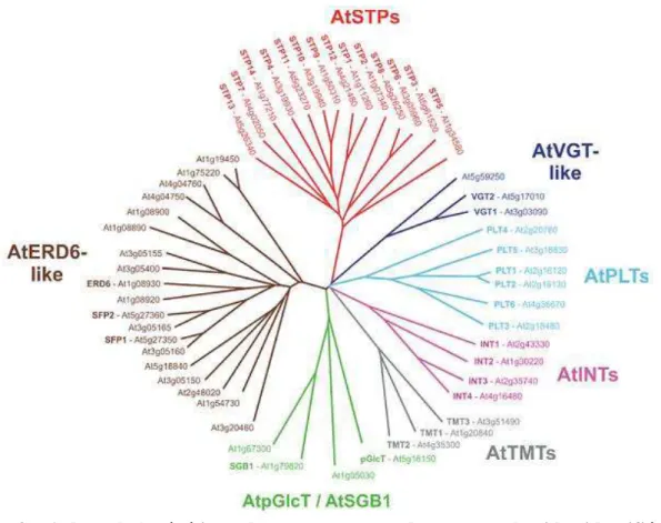 Figure  3  :  Arbre  phylogénétique  des  transporteurs  de  monosaccharides  identifiés  chez  Arabidopsis  thaliana  (Büttner, 2007 ) 