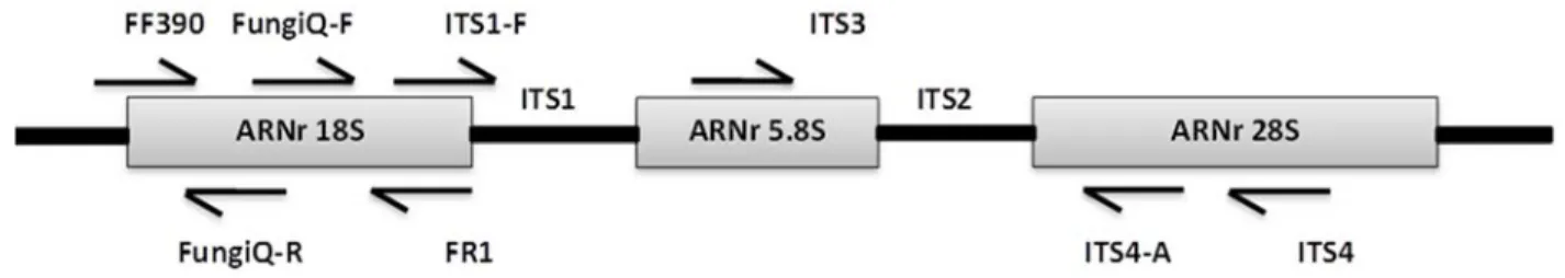 Figure 7. Schéma des sous-unités de l'ARNr des eucaryotes et la position des amorces  testées 