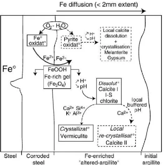 Figure I-23 : mécanismes réactifs au niveau d’un contact argilite de Tournemire / acier carbone  après 6 ans (Gaudin et al., 2009) 
