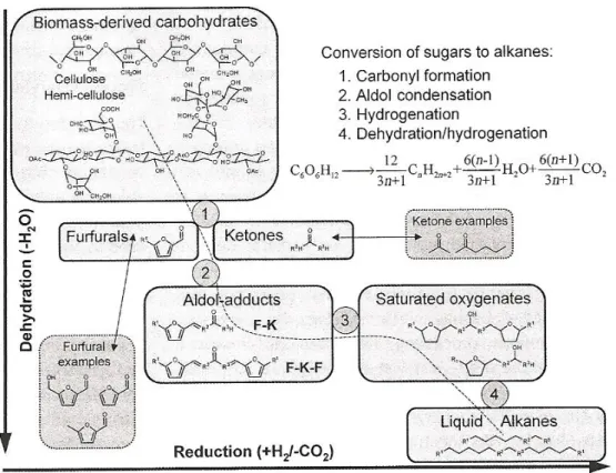 Figure 16 : Réactions impliquées dans la conversion de la partie carbohydrate de la biomasse en alcanes  liquides par synthèses ciblées