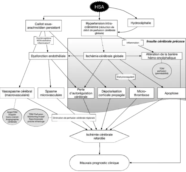 Figure 5.  Conception actuelle de l’ischémie cérébrale retardée 