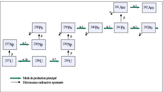 Figure II-1 : Principaux isotopes du plutonium et leurs éléments voisins produits à partir de 
