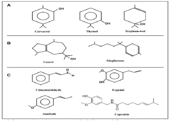 Figure 06: Structure de quelques composés des huiles essentielles (A) :       monoterpénoïdes,  (B) : sesquiterpénoïdes et (C) : phénylpropanoïdes  (CALSAMIGLIA 