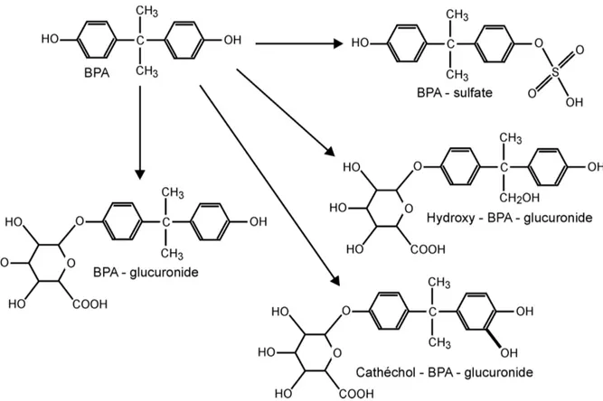 Figure 2:  Voies  métaboliques  majeures  du  BPA  chez  les  mammifères  (chez  l’homme,  la  voie  prépondérante est celle qui conduit au BPA-glucuronide) (INSERM, 2011) 