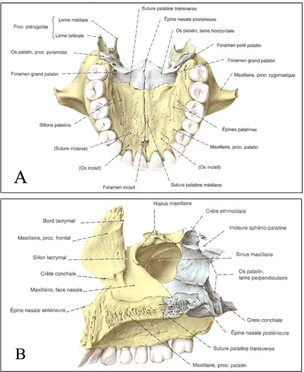 Figure 1 : Le maxillaire supérieur en vue inférieure (A) et médiale (B)  Adapté de Putz, Sobotta atlas d’anatomie humaine, 1997