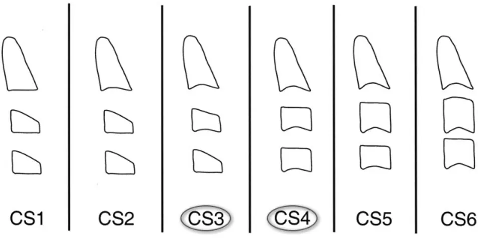 Figure 3 : Les six stades de la maturation des vertèbres cervicales (CVM)  Adapté de Baccetti et al., Semin Orthod, 2005