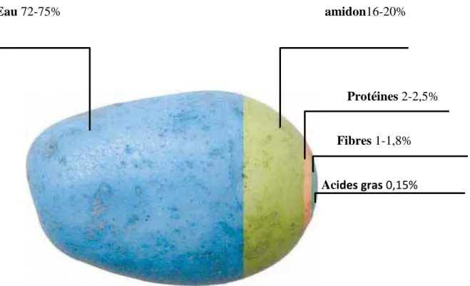 Figure 2 : la composition biochimique moyenne d'un Tubercule de pomme de terre  (Solanum tuberosum L)