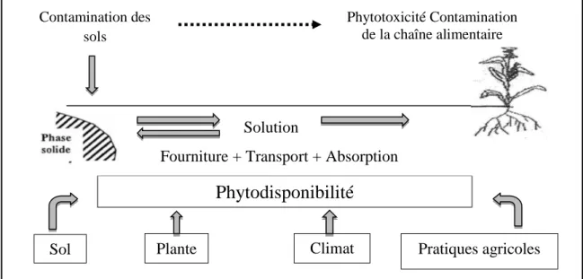 Figure 8 : Phytodisponibilité des éléments en traces dans les sols    (Source : Morel J.L., 1985) 