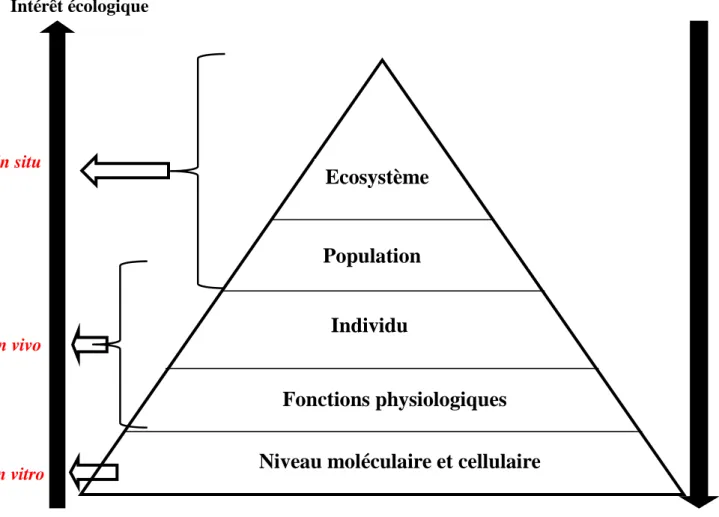Figure 4 Représentation des différents niveaux de l’organisation biologique pouvant être affectés par  les polluants