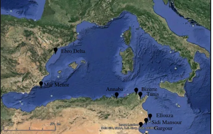 Figure 5 Carte de la Méditerranée occidentale et des sites de prélèvement pour l’étude de la structure  génétique de la coque C .glaucum