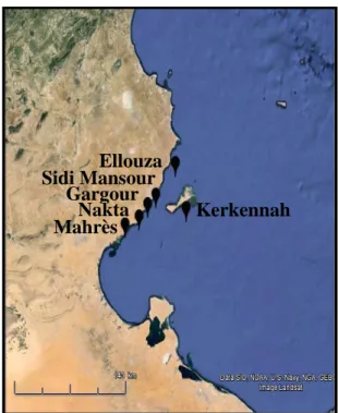 Figure 6 Localisation des sites échantillonnés dans la région du golfe de Gabès   Tableau 2 Codes et coordonnées géographiques des sites échantillonnés 