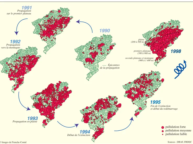 Fig. 1 - Cycle de pullulation du campagnol terrestre dans le Doubs