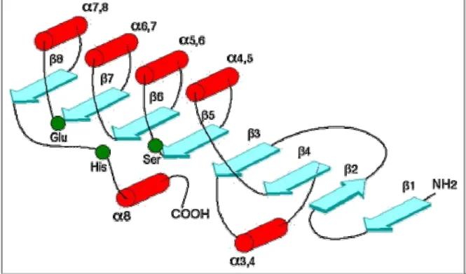 Figure 7: Représentation schématique d'une hydrolase de type (Ollis et al., 1992) 
