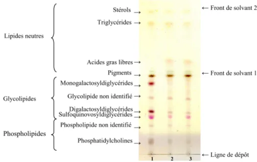 Figure 14: Chromatographie sur couche mince des lipides totaux d’Isochrysis galbana pour la mise en évidence de  l’activité lipolytique endogène (Godet S, Thèse 2008)