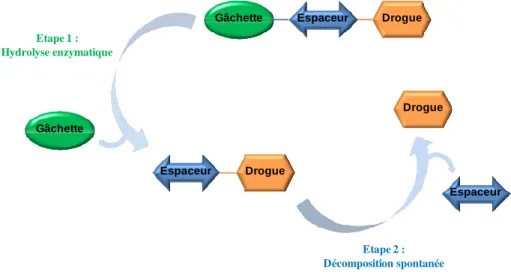 Figure 11 - Schéma de libération de la drogue dans le cadre d'un vecteur constitué de trois parties