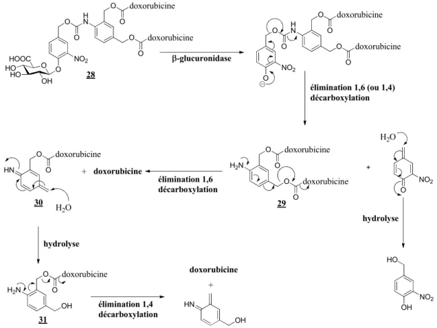 Figure 25 - Structure du dimère 28 et mécanisme de libération de la doxorubicine