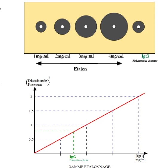 Figure 3  : A) Représentation de la technique d’immunodiffusion radiale simple sur gel d’agarose