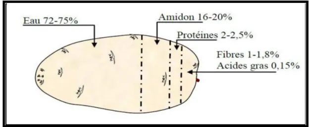 Figure 10 : La composition biochimique moyenne d'un Tubercule de pomme de terre 