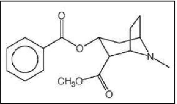 Figure 1. Structure du chlorhydrate de cocaïne.