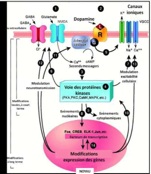 Figure  9.  Mécanismes  moléculaires  intervenants  dans  les  neuroadaptations  induites  par  les d ogues d’a us