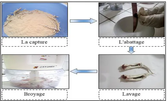 Figure 05: Les étapes de preparation des échantillons (Photo orignal) 