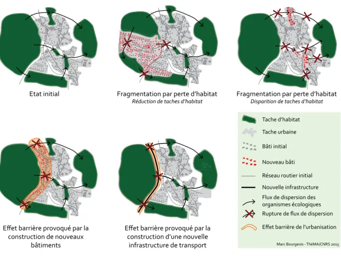Figure  3.1 •  Exemples  d’impacts  de  la  croissance  urbaine  et  des  infrastructures  de  transport sur la connectivité écologique des paysages.