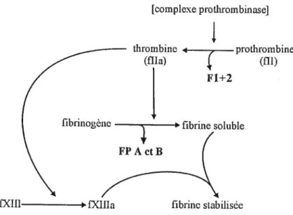 figure 2. Voie finale de la cascade de la coagulation avec conversion de la prothrombine en thrombine par le complexe prothrombinase et conversion du fibrinogène en fibrine par la thrombine
