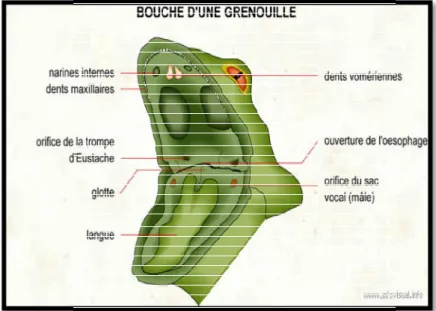 Figure 11: la bouche d'une grenouille  [11] . .4. Appareil circulatoire 