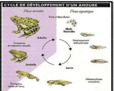 Figure 13: le cycle de développement d'un anoure  [13