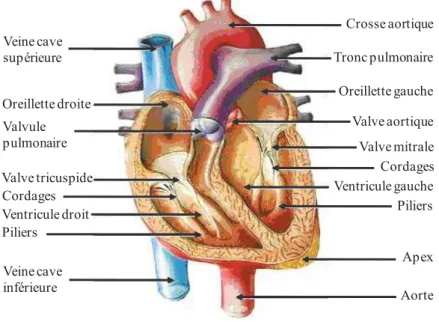 Figure H-1 : Anatomie cardiaque de la face antérieure du cœur en coupe transversale  (Selon le site internet www.htapquebec.ca)
