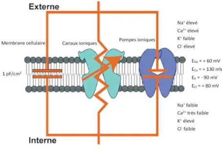 Figure H-21 : Circuit électrique équivalent de la membrane plasmique.  La membrane se  comporte comme un condensateur (Cm) monté en parallèle avec des résistances variables qui sont  fonctions de l’ion considéré (Na + , K + , Cl -  et Ca 2+ )