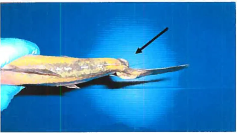 Figure 9 Déformation « curled spine &gt; ou « phosphatic cul » typique d’un omble de fontaine Low-P durant l’essai nutritionnel.