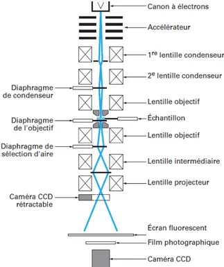 Figure 9 : Schéma de la colonne d’un microscope électronique en transmission. 