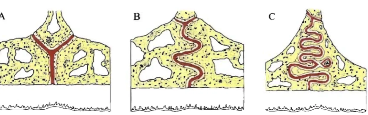 Figure 2 : Apparence de la  suture palatine au stade infantile (A), juvénile (B) et  à  l'adolescence (C)  Adapté de Proffit et al., Contemporary orthodonties, 4 th  ed., 2007?49 