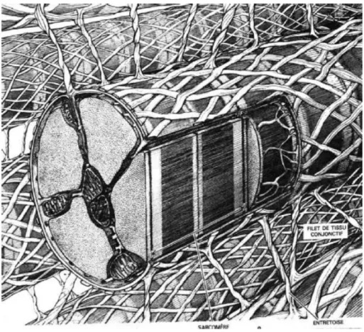 Figure 1.3 – A cardiomyocyte surrounded by an extracellular matrix of collagen and connected to other myocytes [RFS86].