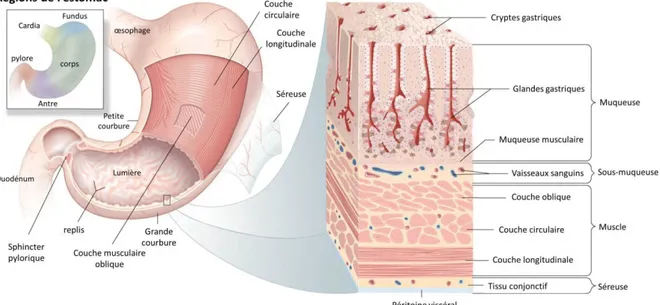 Figure 1.  Anatomie de l’estomac  (modifié d’après Encyclopedia Brittanica, 2010) 