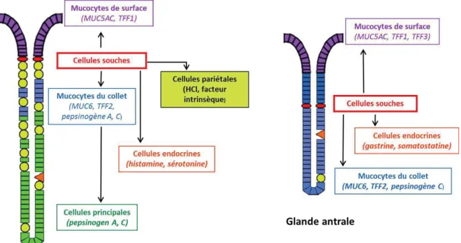 Figure 4.  Représentation schématique de la génération des différents types  cellulaires à partir des cellules souches dans les glandes gastriques antrale et 