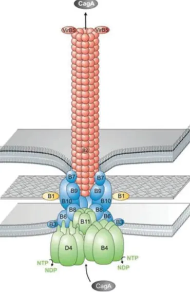 Figure 9.  Architecture proposée du système de sécrétion de type IV de H. pylori  Le SSTIV permet la translocation de CagA et du peptidoglycane à l’intérieur de la cellule hôte  
