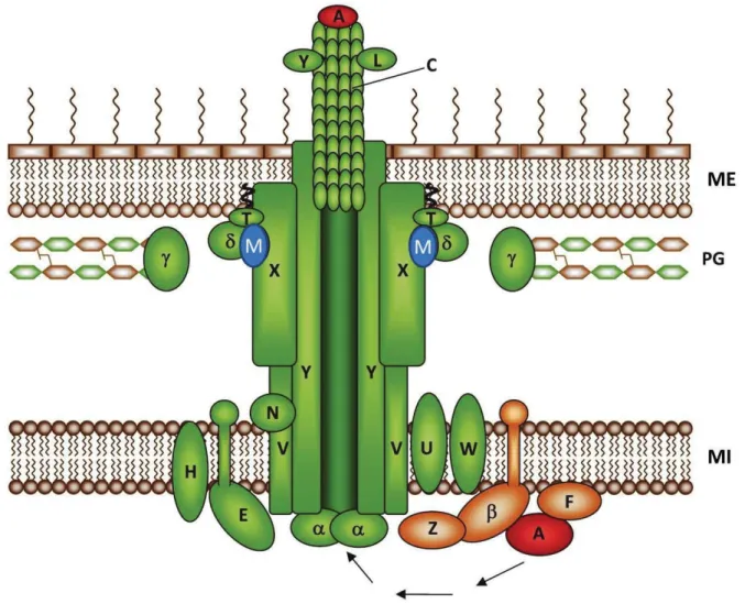 Figure 10.   Assemblage et modèle d’interaction du système de sécrétion de type  IV de H